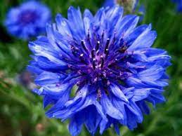 Corn Flower Bachelor Button Bachelor Button Flowers Flowers Button Flowers