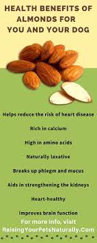 Can Dogs Eat Almonds Health Benefits Of Almonds Can Dogs Eat Make Dog Food