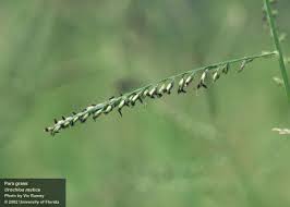 Image result for Urochloa deflexa