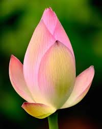 Lotus Flower Bud Photo Boti Easy Flowers Flowers Flower Bud Flowers Photography