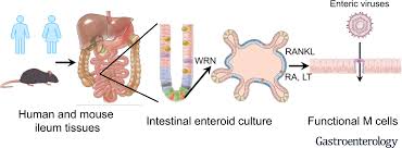Please use the download link mentioned below to access the brs cell biology and histology 6th edition pdf. Retinoic Acid And Lymphotoxin Signaling Promote Differentiation Of Human Intestinal M Cells Gastroenterology