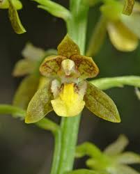 Image result for Eulophia seleensis