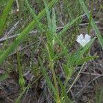 Image result for Monsonia angustifolia