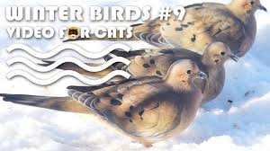 Birds For Cats To Watch Winter Video For Cats To Watch Winter Birds 9 Bird Video For Cats Mourning Dove More Videos For Cats Www Tvbini Com Cattv Tvforcats Tvbini Cat Gif Bird Gif Kitty Games