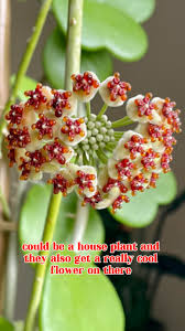 Image result for hoya plant flower