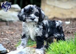 The cockapoo is a mix between a cocker spaniel and a poodle. Merle Cockapoo Cockapoo Dog Cockapoo Puppies Cockapoo Puppies For Sale