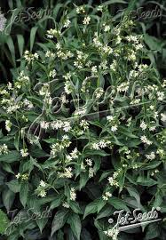 Image result for Vincetoxicum