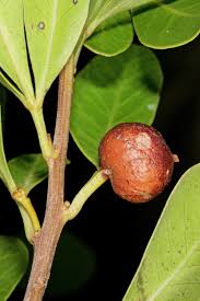 Image result for Searsia lucida