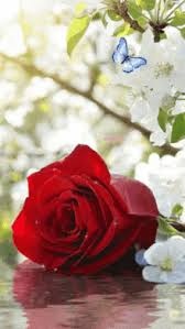 Closeup adenium flower on tree (desert rose flower). Good Morning Red Rose Gifs Tenor