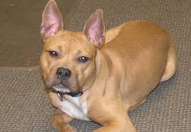 So here are 11 photos of french bulldog cross breeds which will make you melt 5. All About French Bulldog And Pitbull Mix Zooawesome