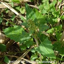Image result for Chenopodium opulifolium