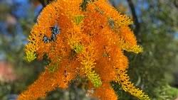 Image result for Pentas schumanniana