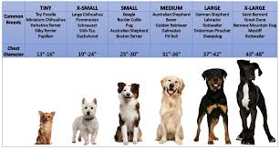 53 bright border collie height chart