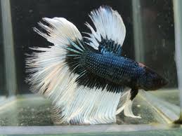 Black Betta Fish For Sale Blue Black Dragon Butterfly Halfmoon Hm Male Betta Fish Betta Fish Betta Black Dragon