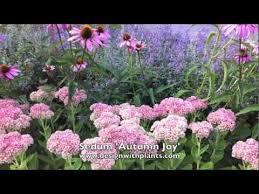 Free shipping on orders over $25 shipped by amazon. Sedum Autumn Joy Herbstfreude Youtube