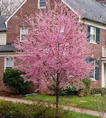 The dwarf cavendish banana tree is 8 to 10 feet tall. Flowering Trees Tagged Grows In Zones 9 Plantingtree Com Flowering Cherry Tree Cherry Tree Flowering Trees