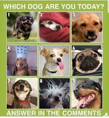 This Is What Your Favorite Dog Breed Says About You In 2020 Dogs Dog Breeds List Dog Breeds