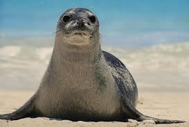 Bow Down To Our Country S 50 State Animals Hawaiian Monk Seal Monk Seal Endangered Animals