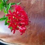 Image result for Rhodopentas