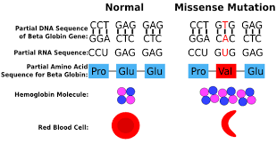 Infarctions in the spleen, kidneys, bone, cns, and other organs are common and cause progressive loss of organ function and acute and chronic pain in affected parts of the body. Stem Cell Researchers Develop New Method To Treat Sickle Cell Disease Beyond The Dish