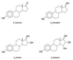 Estrogen Wikipedia