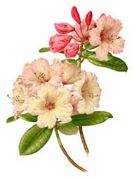 Enl Virginia Richards Botanical Painting Watercolor Flowers Botanical Drawings