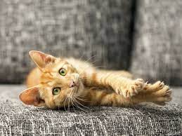 Consider Cat S Claw Drweil Com