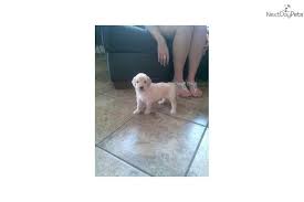 I Am A Cute Goldendoodle Puppy Looking For A Home On Nextdaypets Com Goldendoodle Puppy Puppies For Sale Dog Breeder