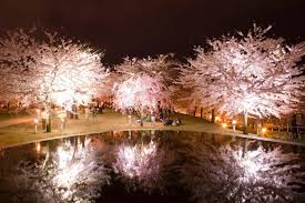 We did not find results for: 4 Spot Terbaik Di Prefektur Niigata Untuk Melihat Bunga Sakura Di Malam Hari Matcha Situs Wisata Jepang