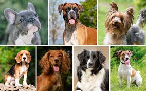 Dog breed information for all types of dogs, what to look for when choosing a dog breed, and the most popular dog breeds. The 7 Types Of Dog