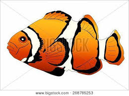 Colored Realistic Vector Photo Free Trial Bigstock Learn how to draw a fish with our simple and step by step video guide in under 2 minutes.