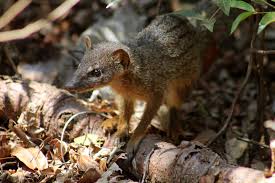 According to the iucn red list, the total population size of the malagasy civet is unknown. Narrow Striped Mongoose Wikipedia