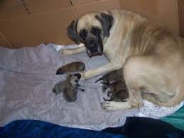 The beal kennel is expecting tibetan mastiff puppies soon. Mastiff Puppies In California