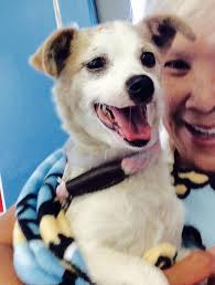 Um cachorrinho deprimido em um abrigo mal consegue levantar a cabeça para implorar por amor