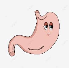 Gv8d3ipqiy6sxm Hand drawn brain, heart and kidneys, stomach and bladder. https pngtree com freepng hand drawn human organ stomach illustration 4503494 html