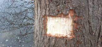 We did not find results for: How To Make Aspirin From A Willow Tree Home Remedies Wonderhowto