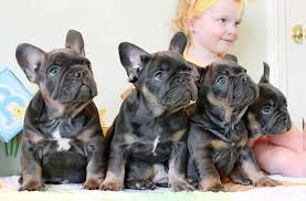 Black And Brown French Bulldog For Sale Black And Tan French Bulldogs With Girl French Bulldog Dog White French Bulldog Puppies Bulldog