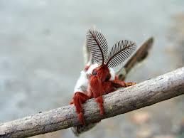 Image result for Cecropia