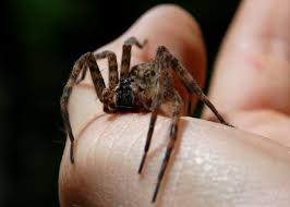 Hobo spiders are common in europe, where they are native. Wolf Spiders Are Beneficial Insects That Will Bite Hgtv