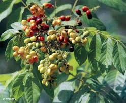 Image result for Lepisanthes senegalensis