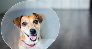 dog cone making the best choice for your injured pet