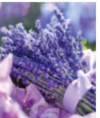 Check spelling or type a new query. Neob Pick Your Own Lavender Days