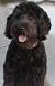 Black Labradoodle Short Hair