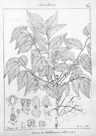 Image result for Clausena