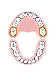 Baby Teething Timeline Parenting Baby Teeth Order Baby