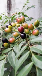 Pergi ke kedai atau pasar yang menjual kunyit hidup. Benih Pokok Daun Kari Sunah Suka Sakura
