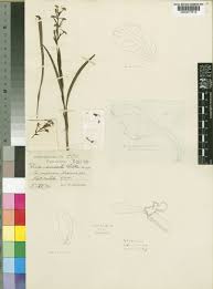 Image result for Disa saxicola