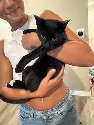 Kitten for adoption in Miami, FL area