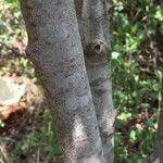 Image result for Afrocanthium mundianum