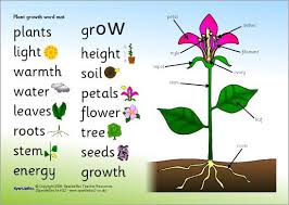 Plant Growth Word Mat Sb6661 Sparklebox Plant Growth Plants Plant Activities